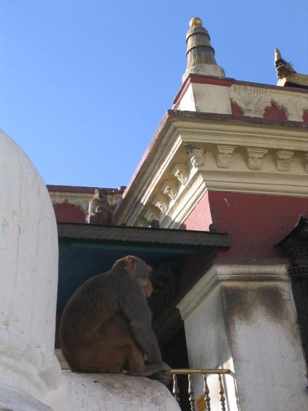 Monkey temple, Kathmandu