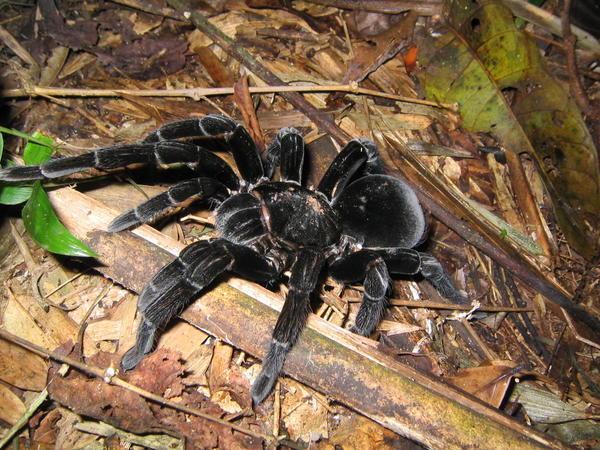 Big fat spider (jungle, night)
