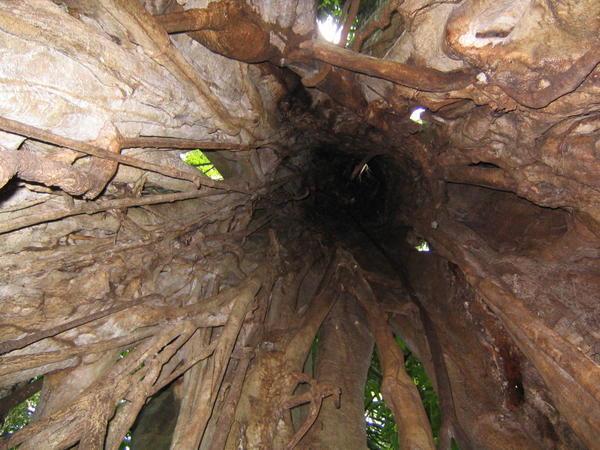 Inside a tree, looking up