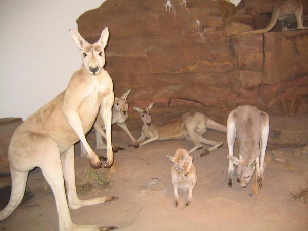 Kangaroos, Brisbane, Australia