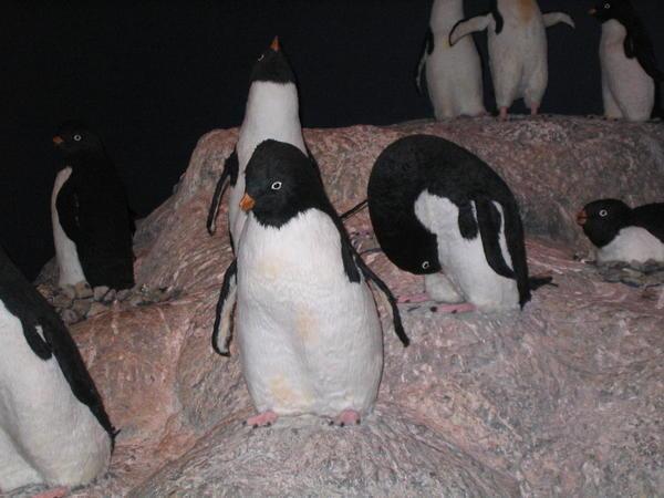 Penguins, Christchurch, New Zealand