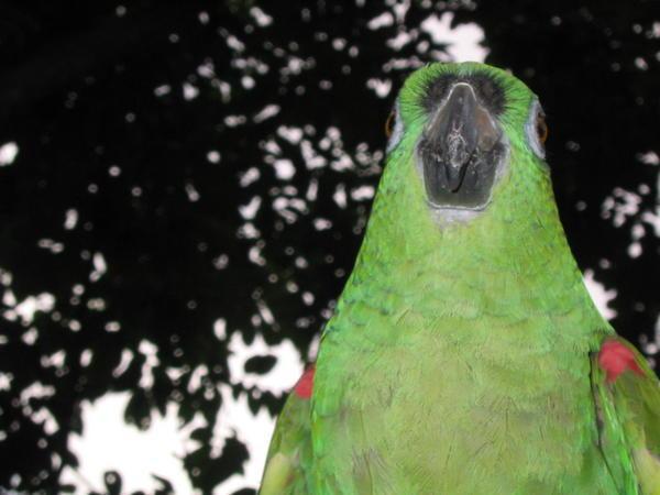Foul-mouthed bird, jungle, Peru