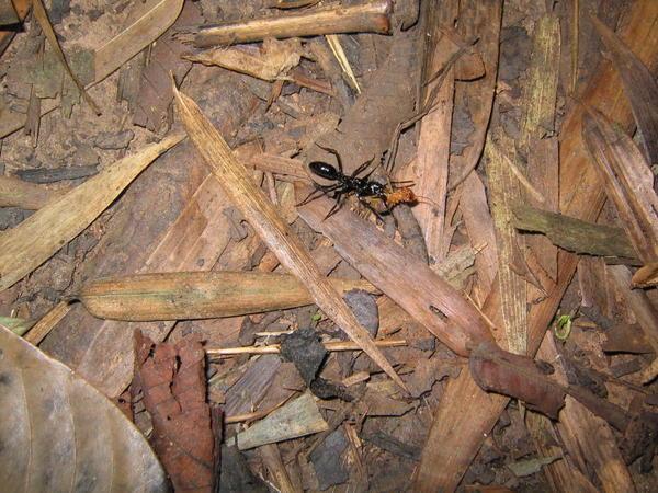Bullet ant, jungle, Peru