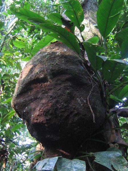 Termite nest, jungle, Peru