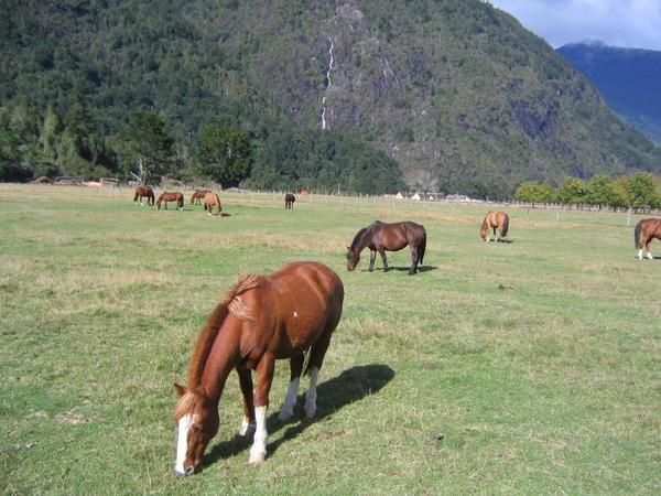 Horses, Peulla, Chile