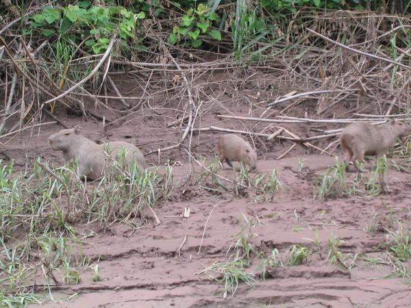 Giant rodents, jungle, Peru