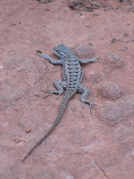 Lizard, Zion Park, Utah