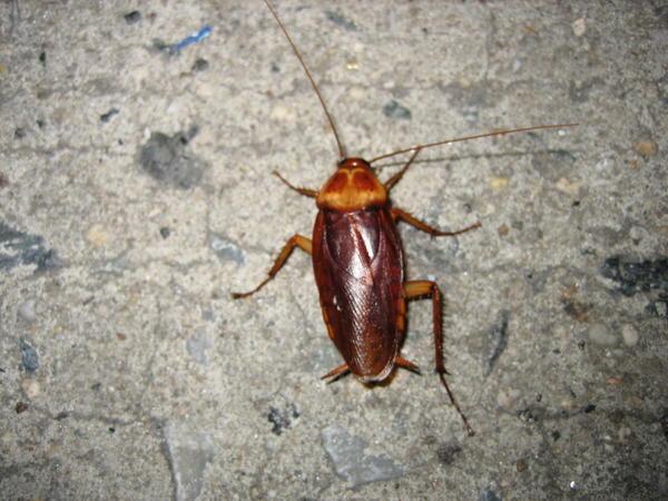 Cockroach, New York City