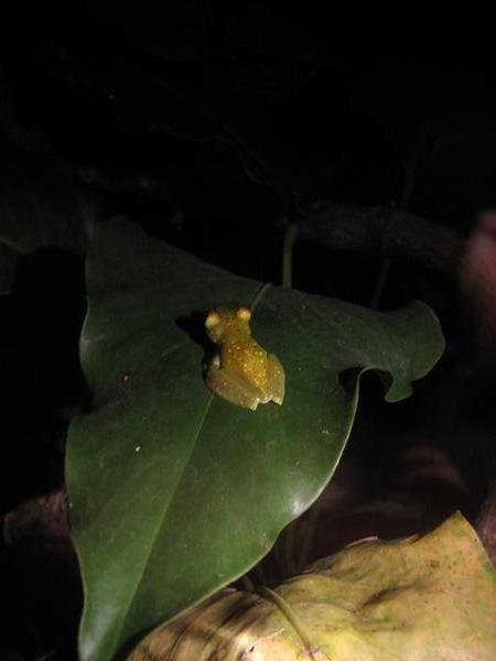 Frog, Santa Elena, Costa Rica