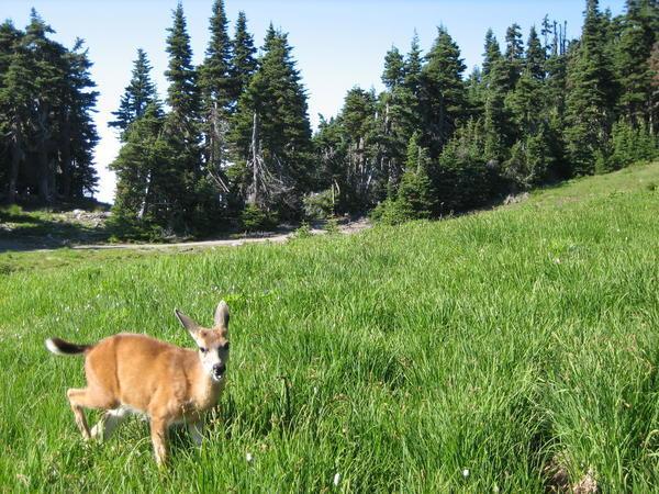 Deer, Olympic Peninsula, Washington