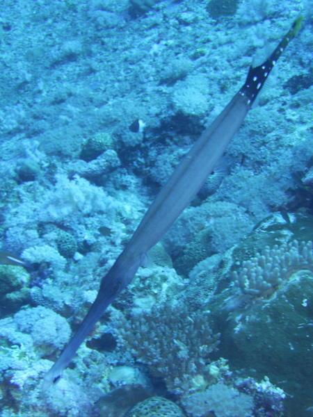 Pipe fish, Great Barrier Reef, Australia