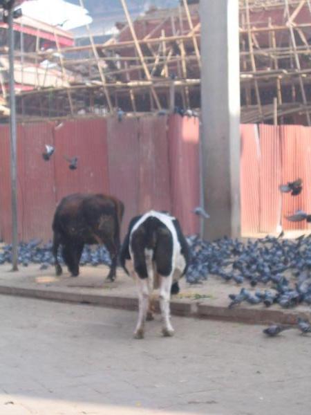 Sacred cows, Kathmandu, Nepal