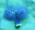 Christmas tree anemone, Great Barrier Reef, Australia