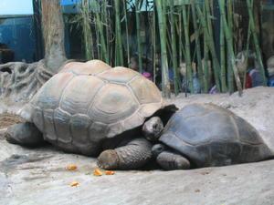 Giant turtles, Buenos Aires zoo, Argentina