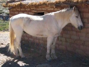 Horse, Cachi, Argentina
