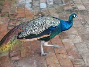 Peacock, Pantanal, Brazil