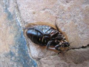 Water cockroach, Pantanal, Brazil