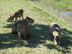 A family of capybaras, Pantanal, Brazil