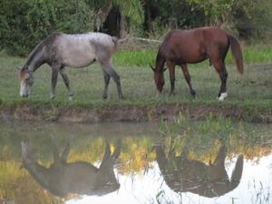 Horses, Pantanal, Brazil