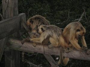 Howler monkeys, Pantanal, Brazil