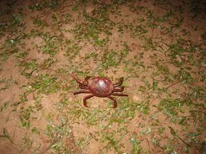 Crab, Pantanal, Brazil