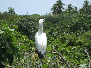Large seabird, Belize