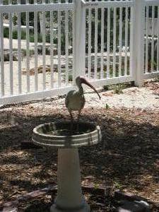 Bird eating fag butts from an ashtray, Key Largo, Florida