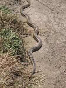 Snake, off Route 1, California