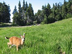 Deer, Olympic Peninsula, Washington