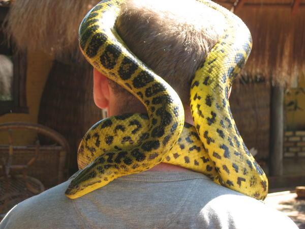 Anaconda hat
