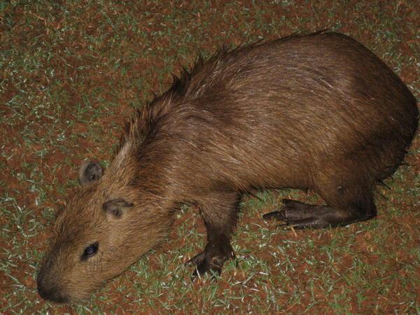 Capybara at night