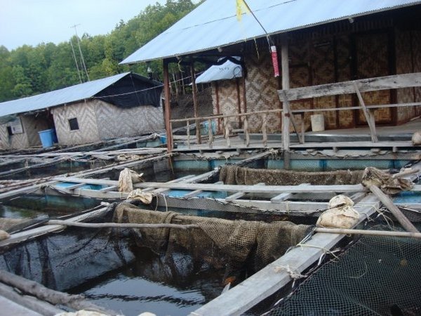 fish farm 