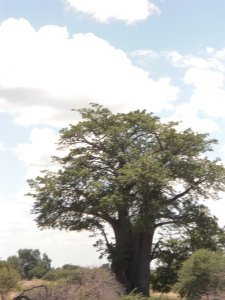 Affenbrotbaum (Boab Tree)