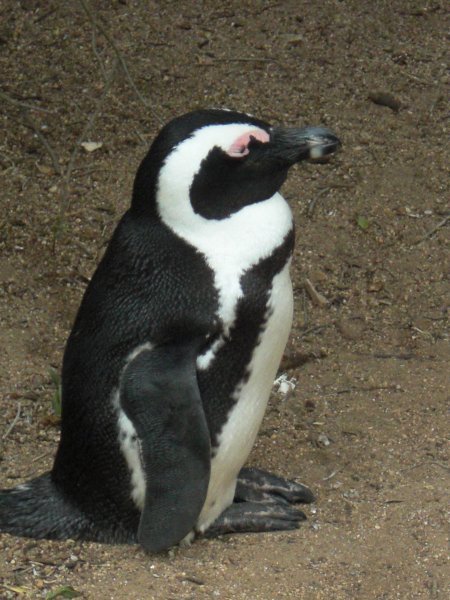 Pinguin in Simons Town
