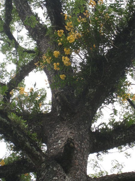 Wild orchids on a tree