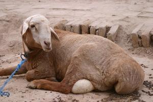 Central Asian prized fat-bottomed sheep