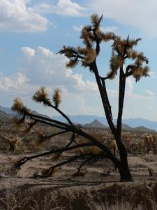 Joshua Tree, Mojave National Preserve