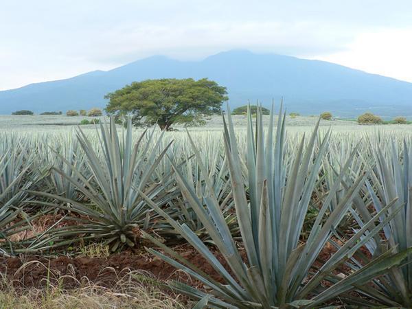 Blue agave plantations near Tequila