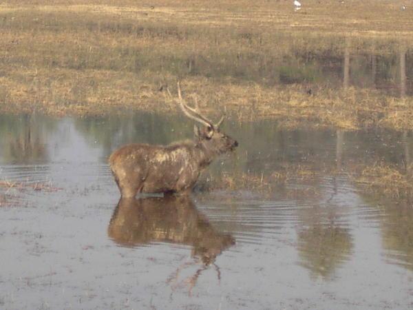 The Stag is in the Lake