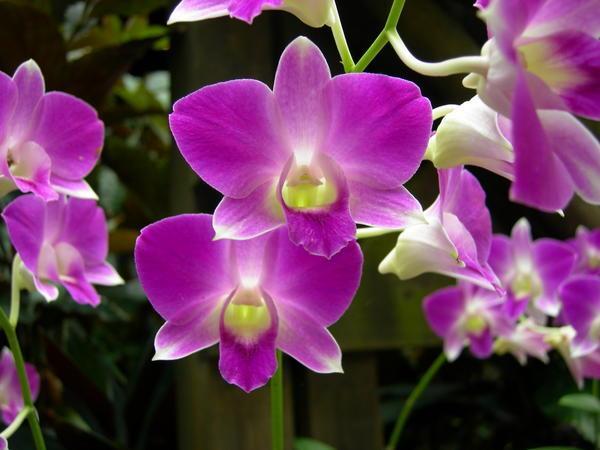 Pretty orchids :)