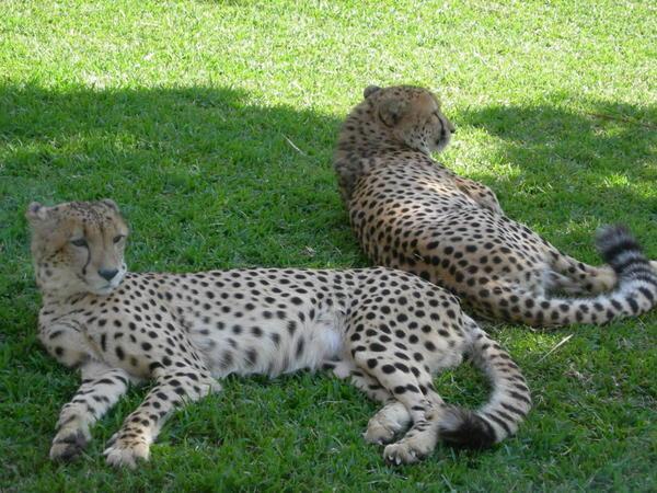 Cheetahs...