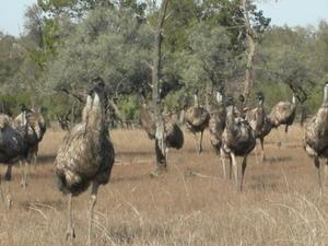 Emu attack!!!