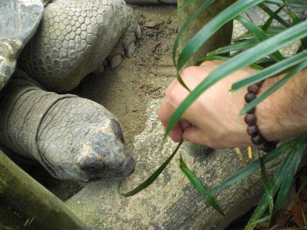 Turtle head feeding!