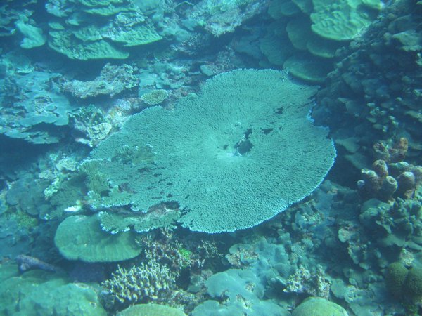 Huge coral "tabletop"