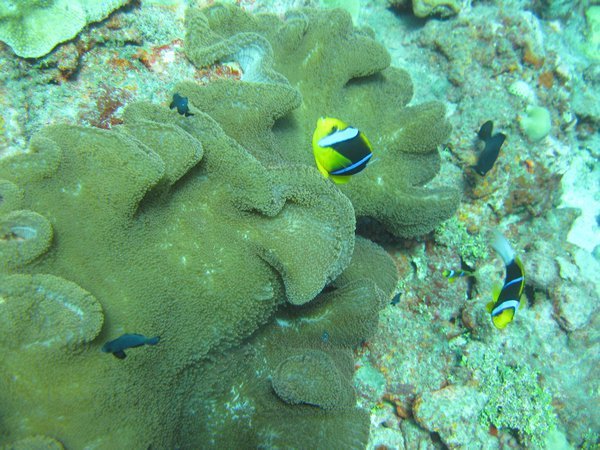 Orange-fin anemonefish