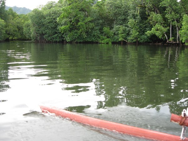 Cruising through the mangrove channels