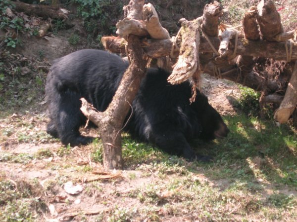Himalayan bear searching for hidden food.