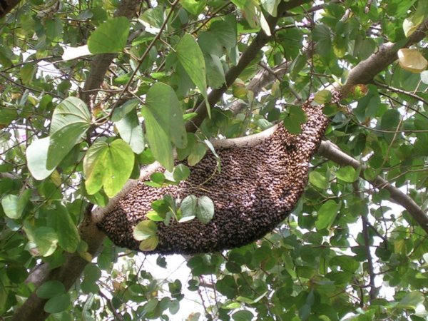 A HUGE wasps nest in the tree that we has our picnic under! (2)