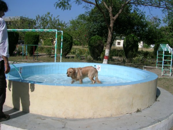 Even the orphanage dogs like a swim when it gets hot. This one's for you Barney!