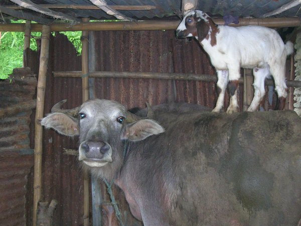A bullock with goat!